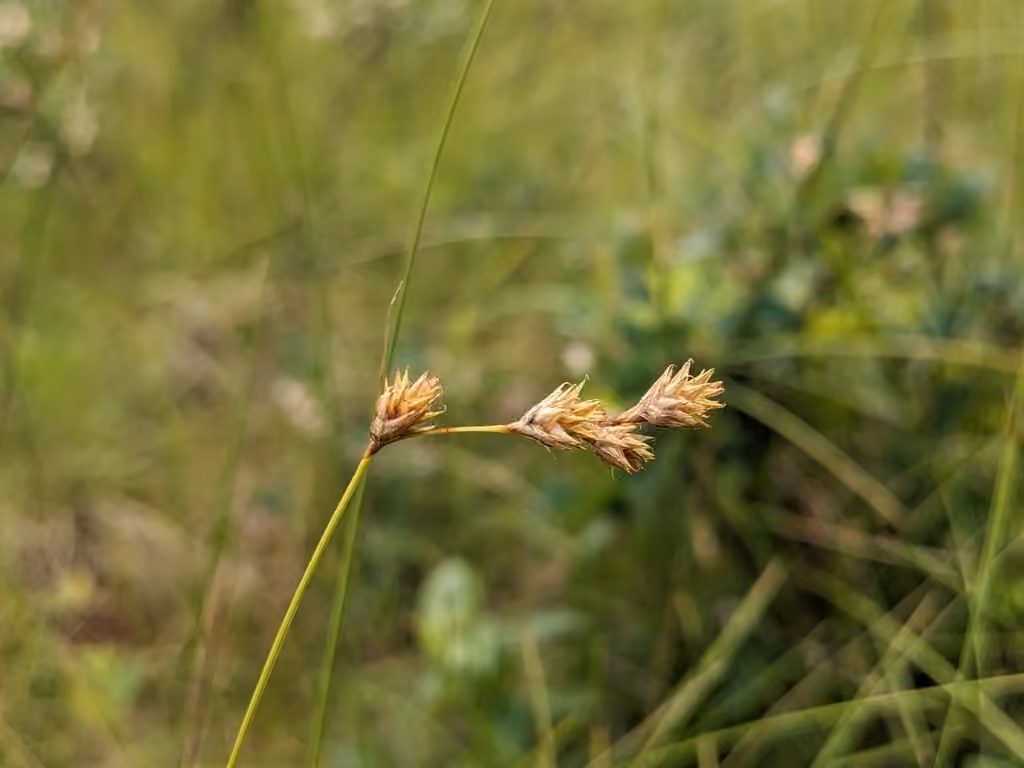 Carex tendre, En fruits