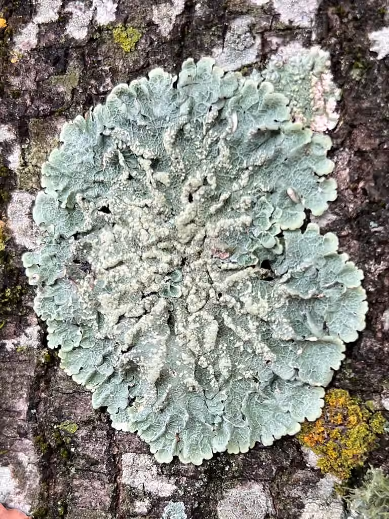 Reticulate Shield, photo 1 of 5