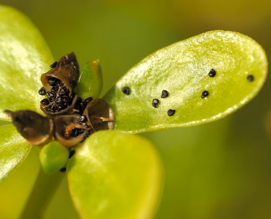 Common purslane, In fruit
