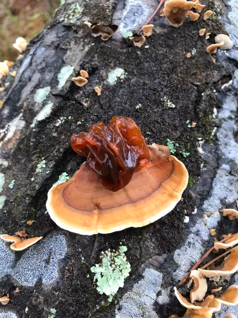 Phaeotremella frondosa, photo 1 of 5