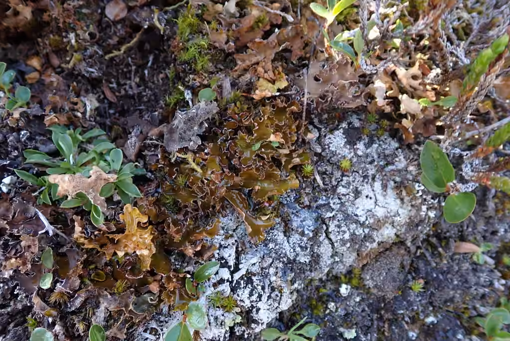 Alpine Kidney Lichen, photo 3 of 5