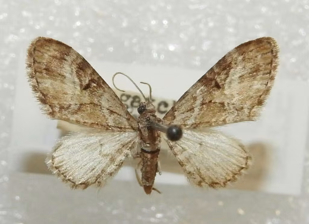 Ochre-shaded Pug, Male