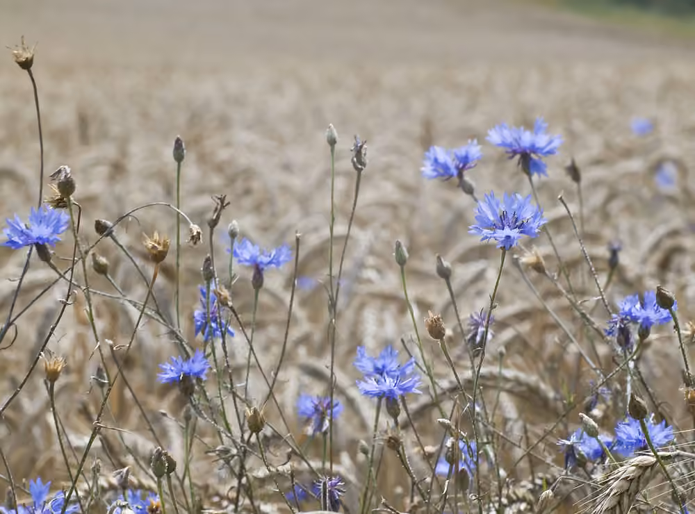Garden cornflower, In fruit