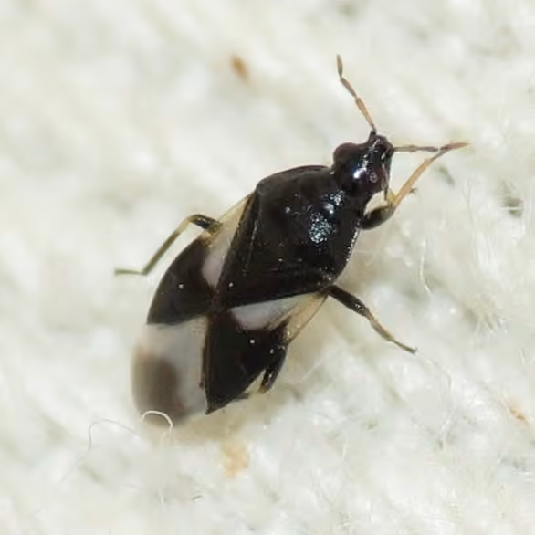 Minute Pirate Bug
