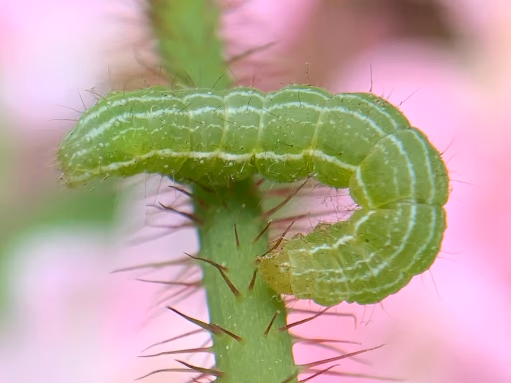 Epigaea Looper Moth, Caterpillar