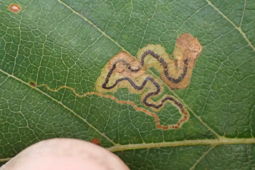 Drab Birch Pigmy, Leaf mine