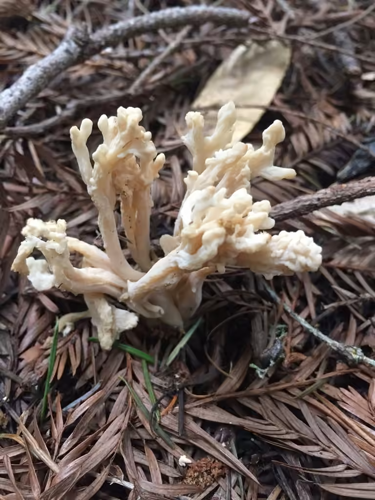 Wrinkled Club, photo 2 of 5