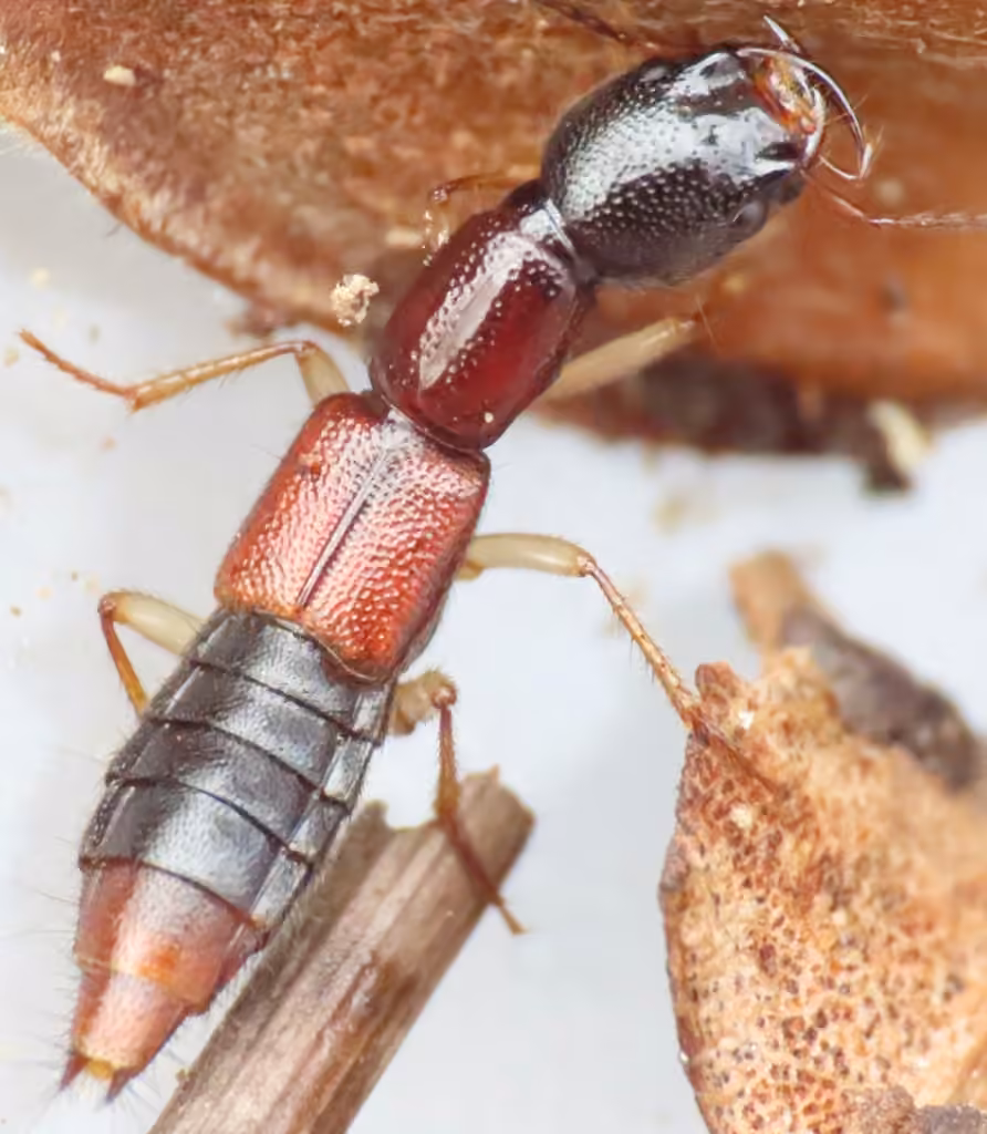 Two-coloured Tomcat Rove Beetle, Adult