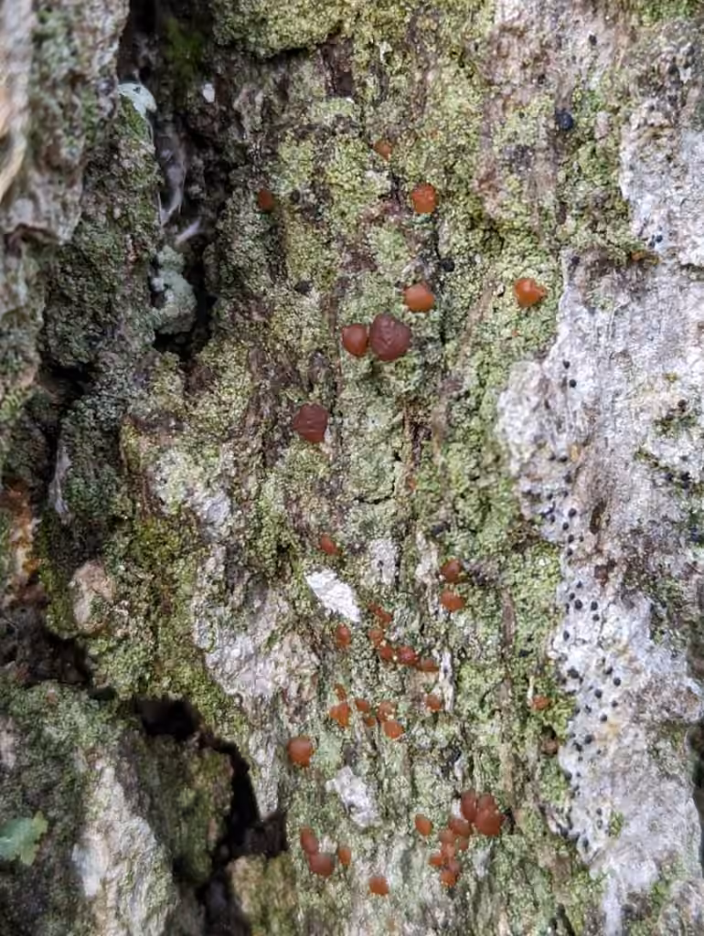 Lichen pastille caramel, photo 1 sur 5