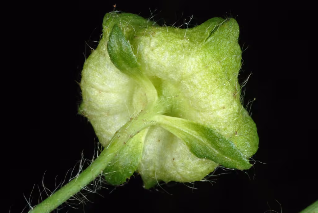 Musk mallow, In fruit