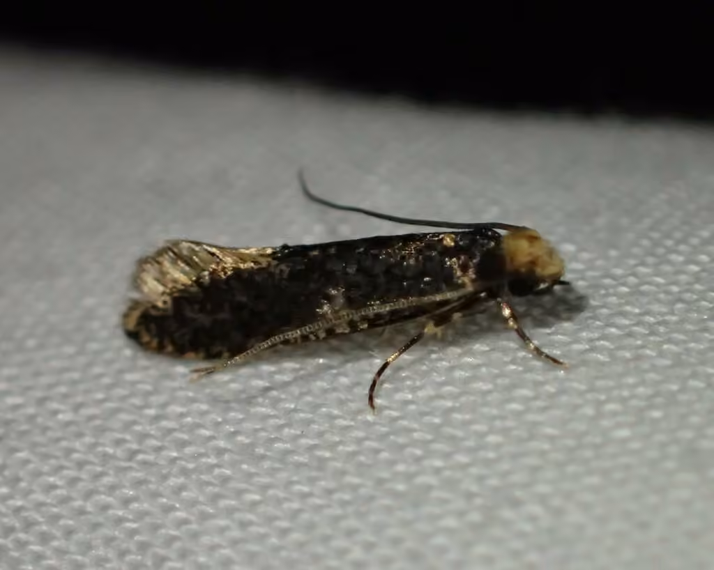 Skin Moth, Adult