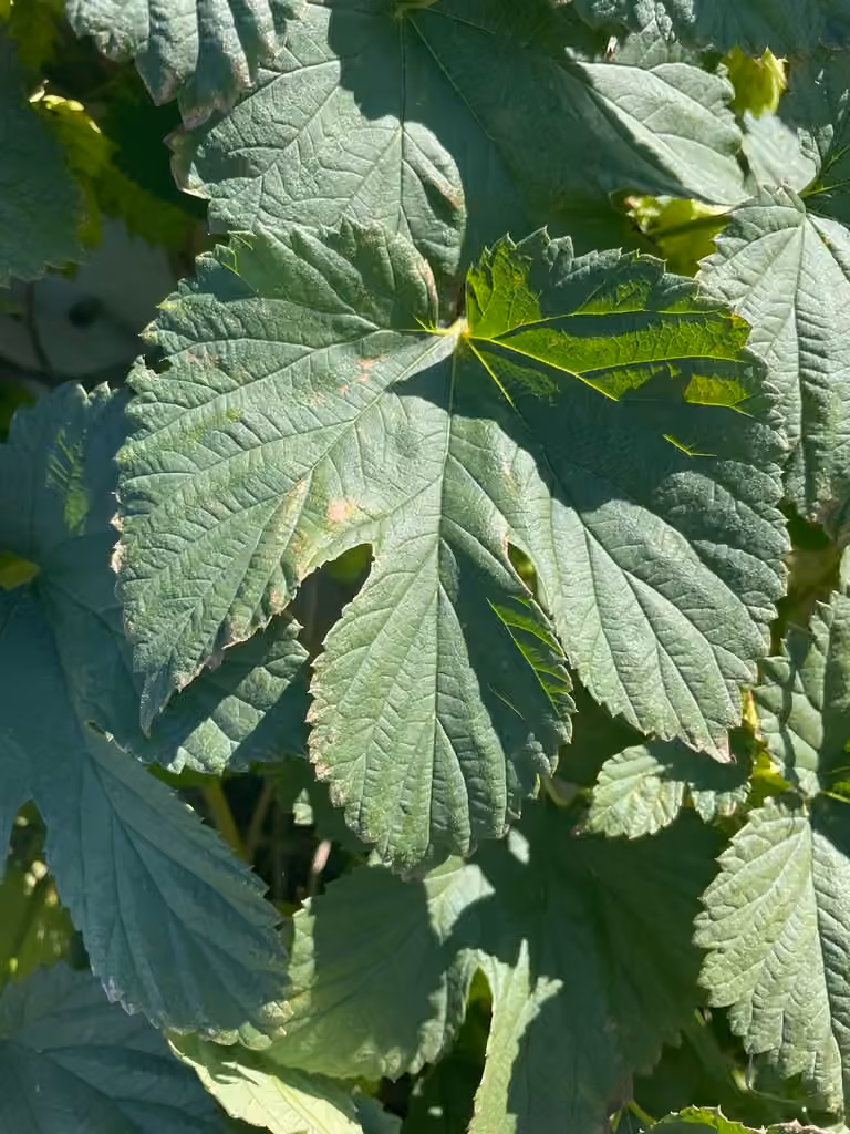 Houblon lupuloïde