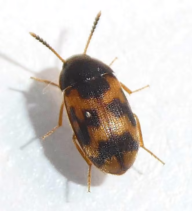Flexuous hairy fungus beetle, Adult