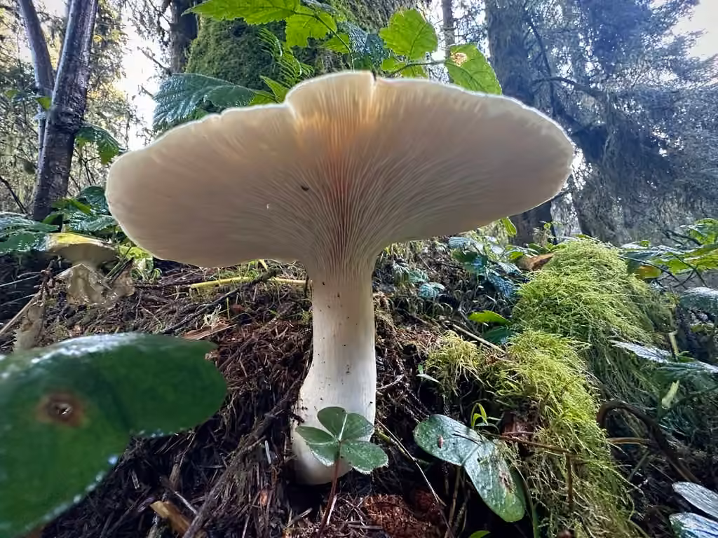 Large White Leucopax, photo 2 of 5