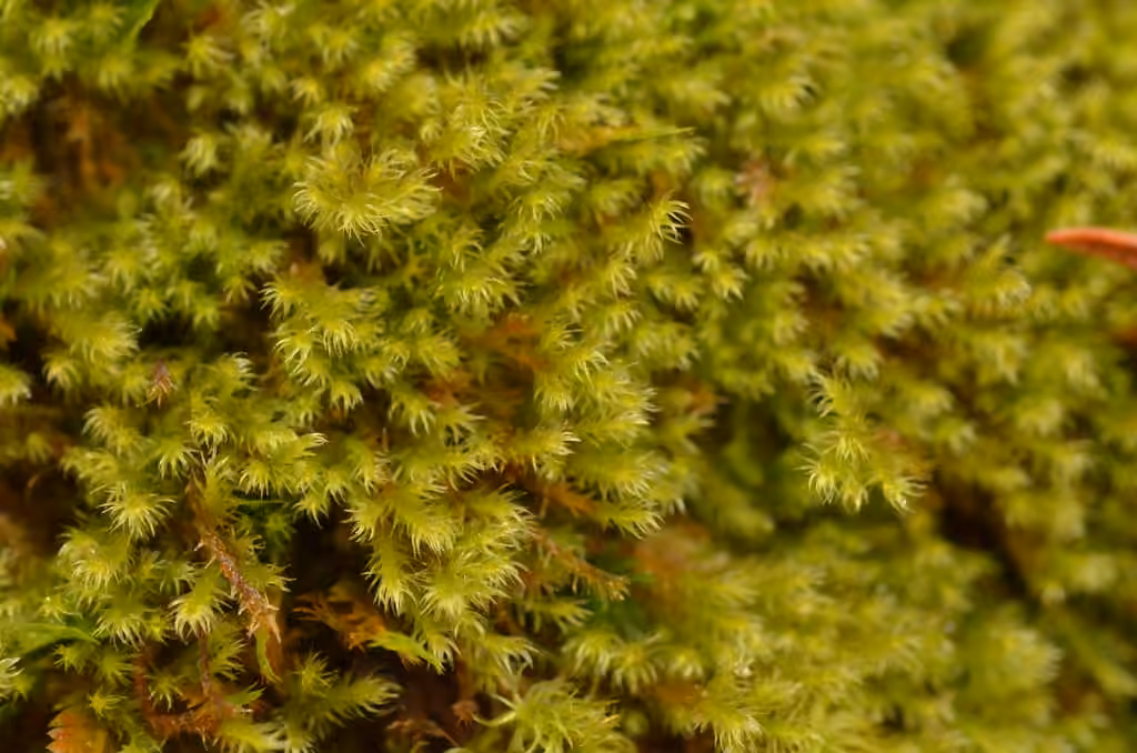 Campylie à feuilles dorées, photo 1 sur 5