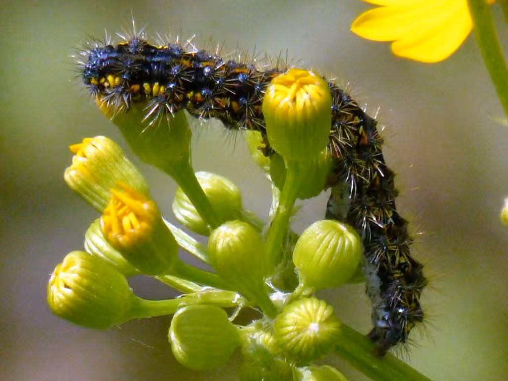 Clymene Moth, photo 3 of 5