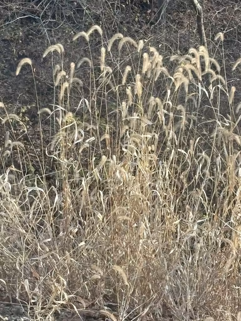 Chinese foxtail, In fruit