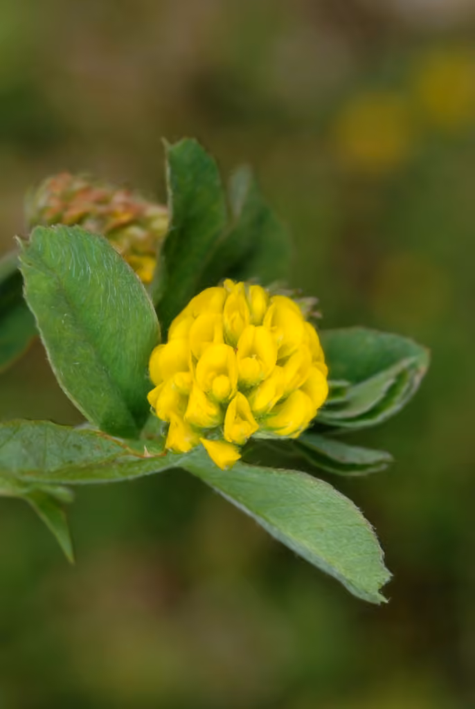 Black medick, In flower