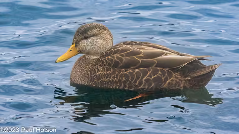 Canard noir, photo 1 sur 5