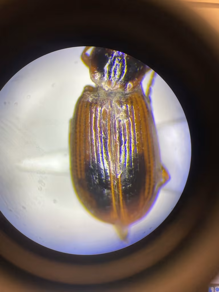 Kindred Ground Beetle, photo 3 of 5