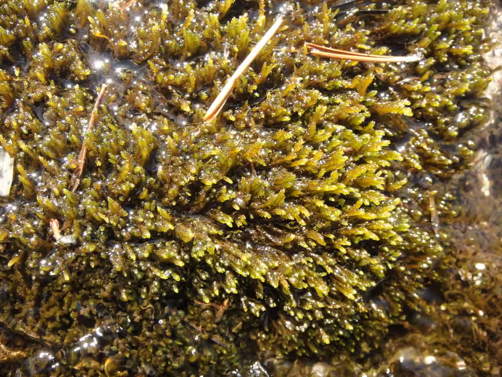 Best's brook moss, photo 1 of 5