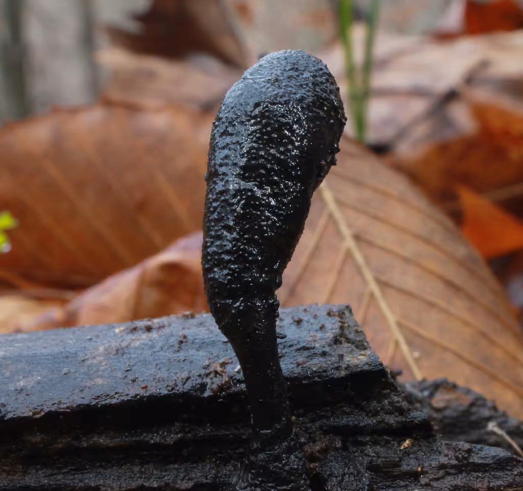 Xylaria ellisii, photo 1 of 5