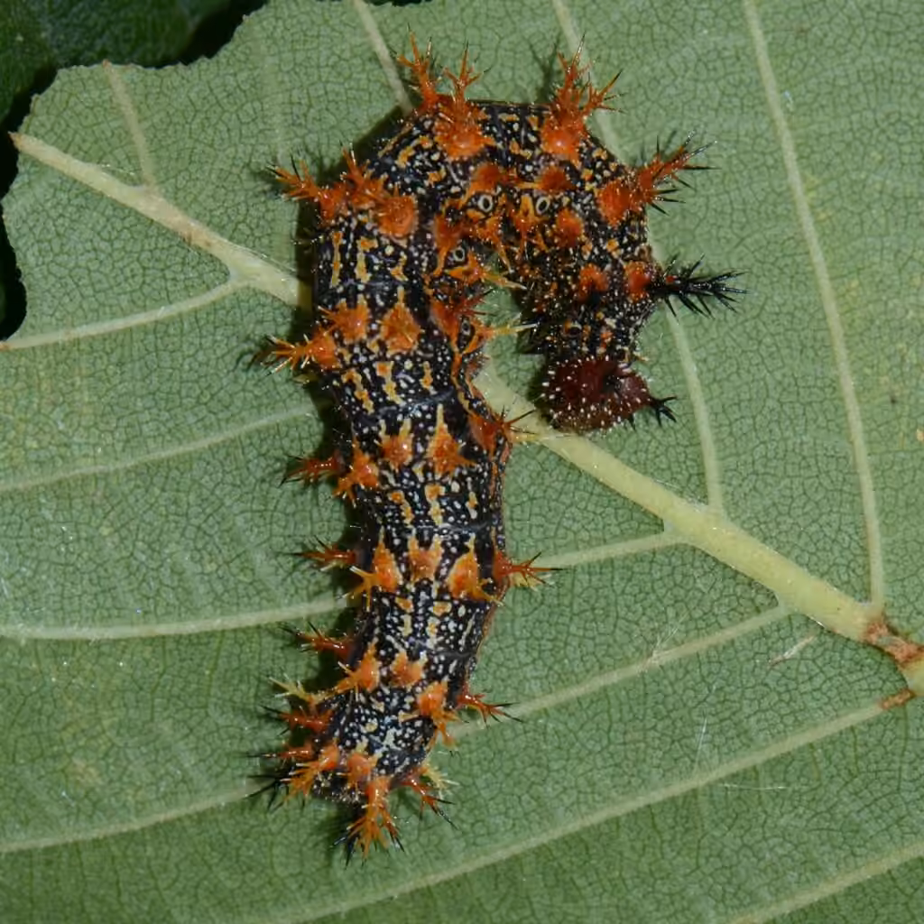 Polygone à queue violacée, Chenille