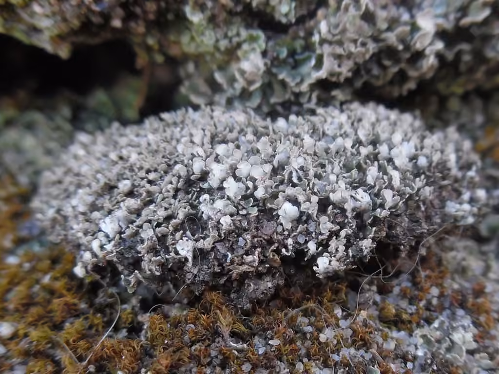 Rock-loving Cladonia, photo 2 of 5