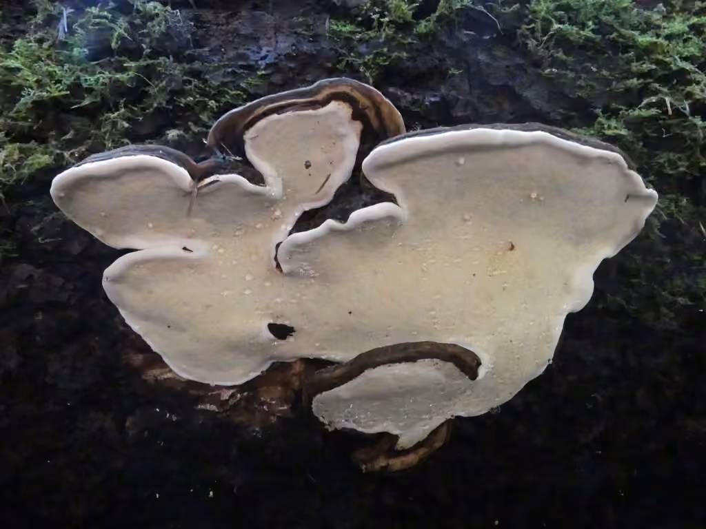 Ochre-banded Conk, photo 3 of 5