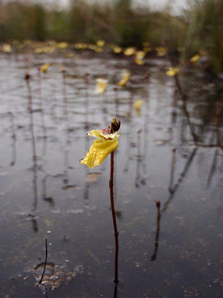 Utriculaire mineure, photo 1 sur 5