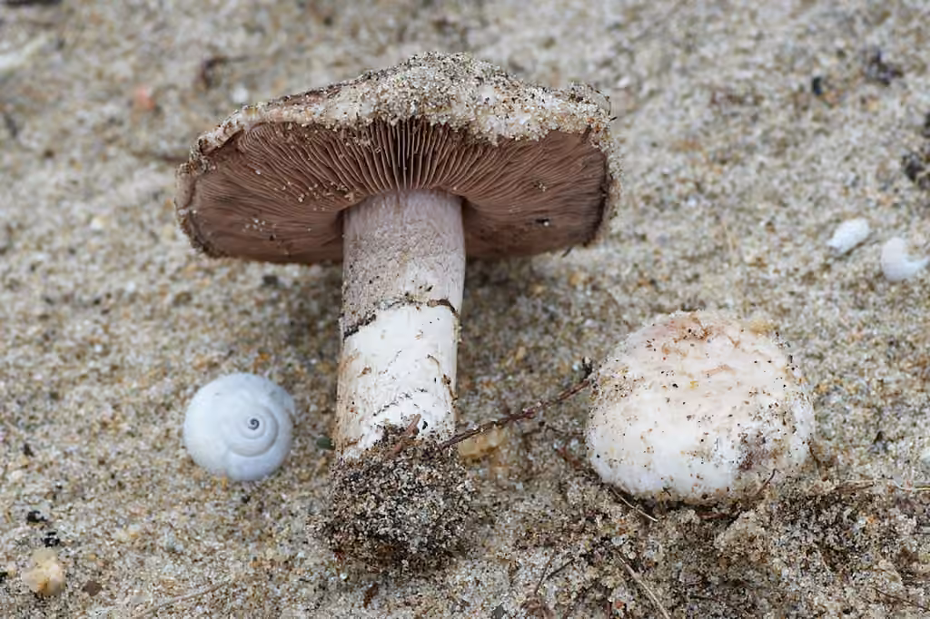 Sandy Mushroom, photo 3 of 5