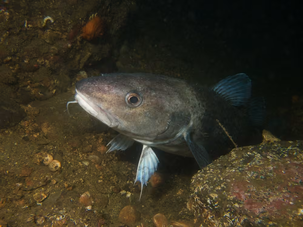 Pacific Cod