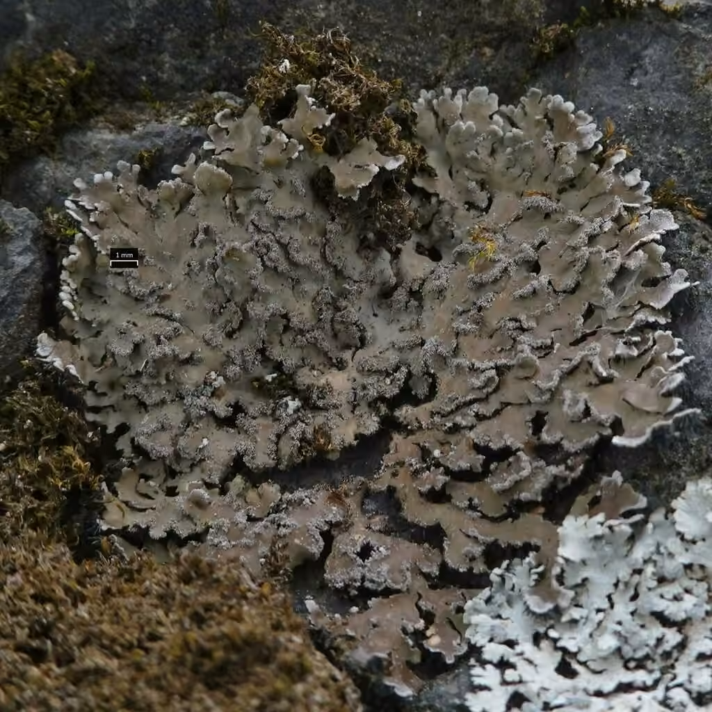Crescent Frost Lichen, photo 1 of 5