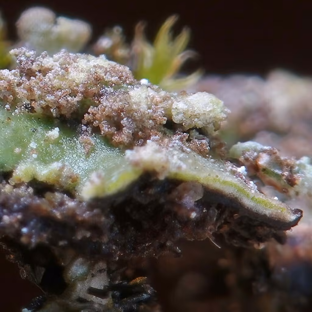 Crescent Frost Lichen, photo 2 of 5