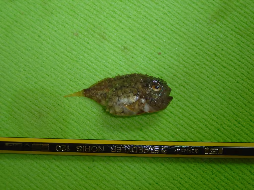 Petite poule de Terre-Neuve, photo 2 sur 5