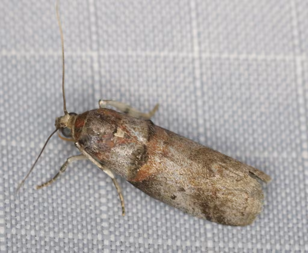 Alder Tubemaker Moth, Adult