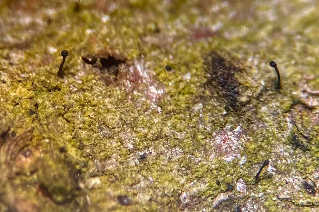 Stenocybe de l'aulne, photo 3 sur 5