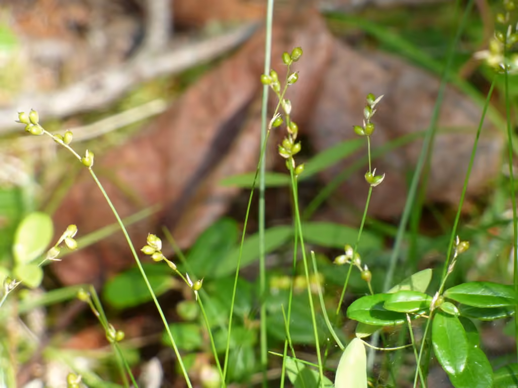 Carex disperme, photo 1 sur 5