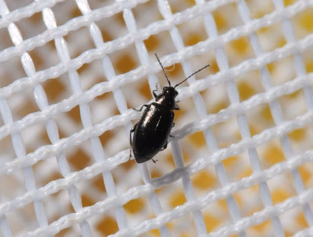 Western Black Flea Beetle, photo 1 of 2