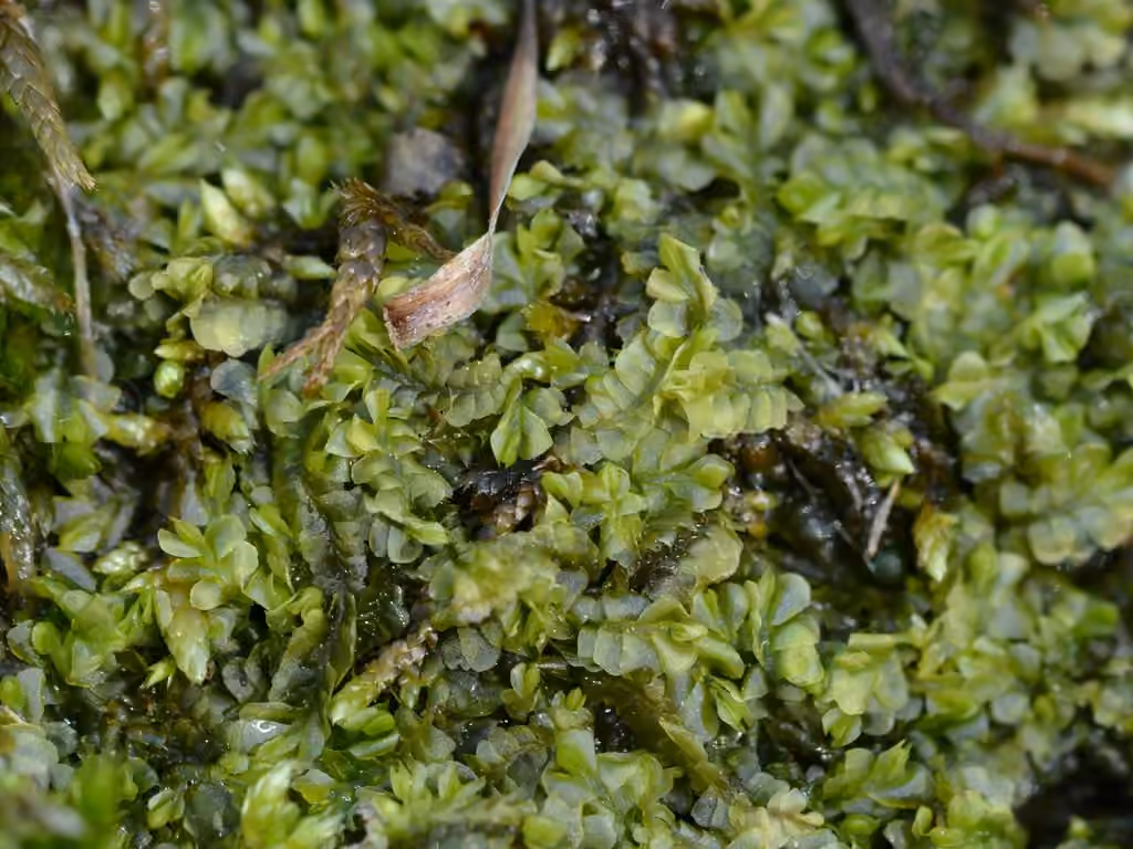 Autumn Flapwort, photo 3 of 5