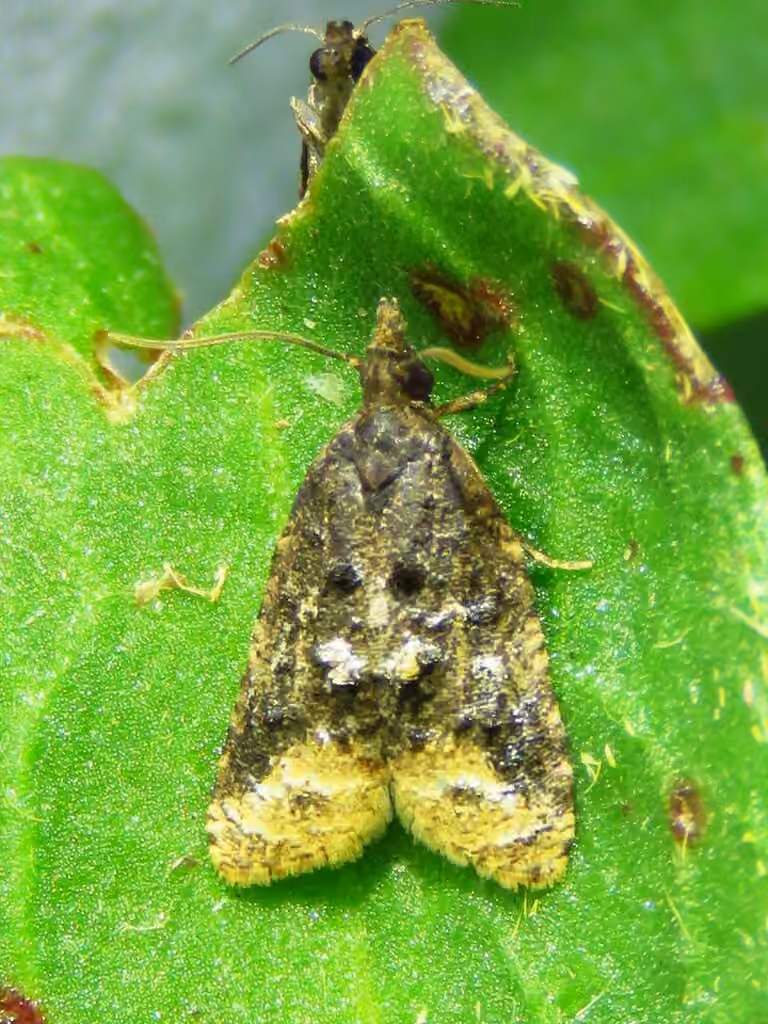 Singed Platynota, Male