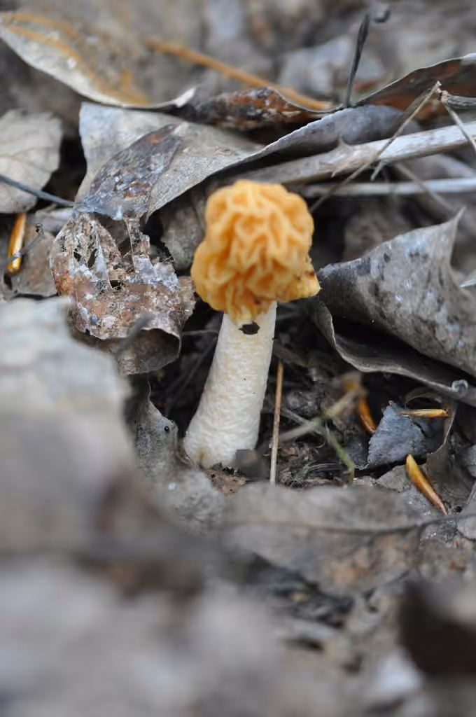 Early false morel, photo 3 of 5