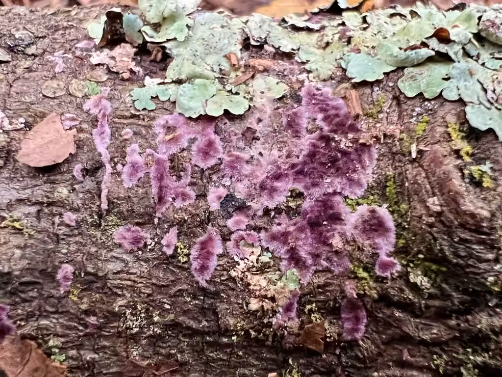 Phlebiopsis crassa, photo 3 sur 5