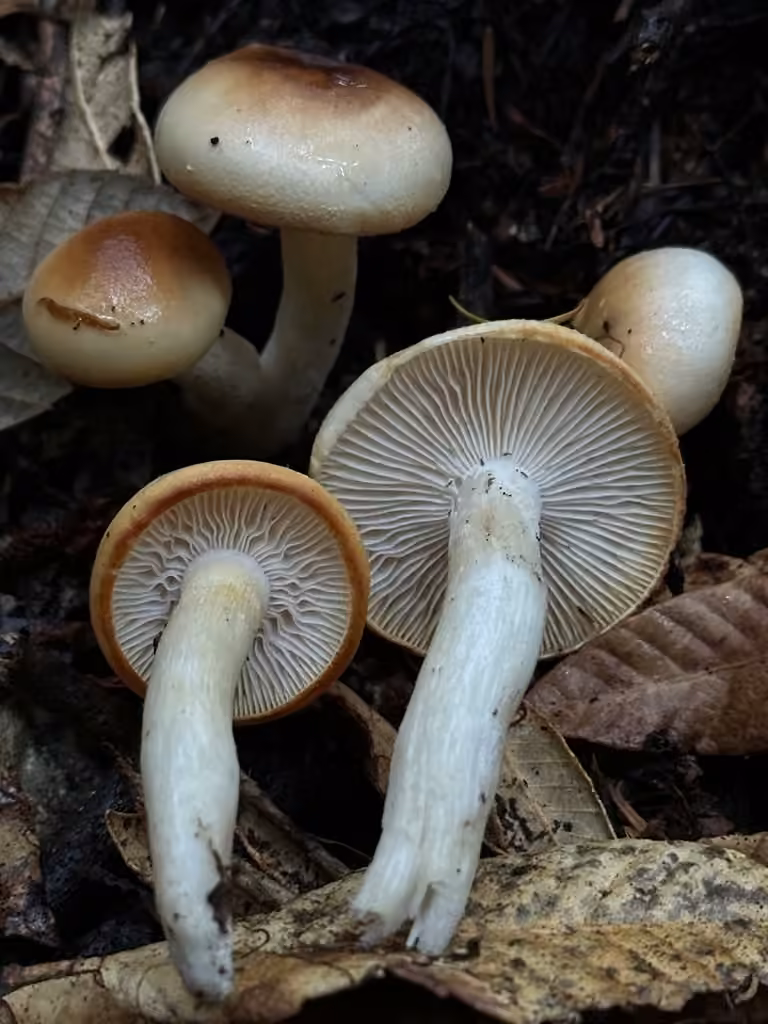 Hygrophore de Baker, photo 1 sur 5
