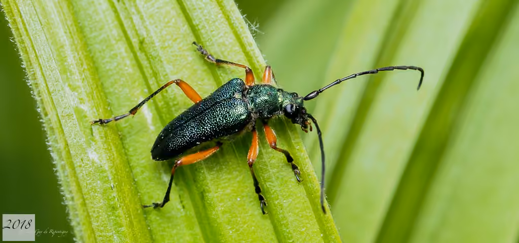 Longicorne à pattes rouges