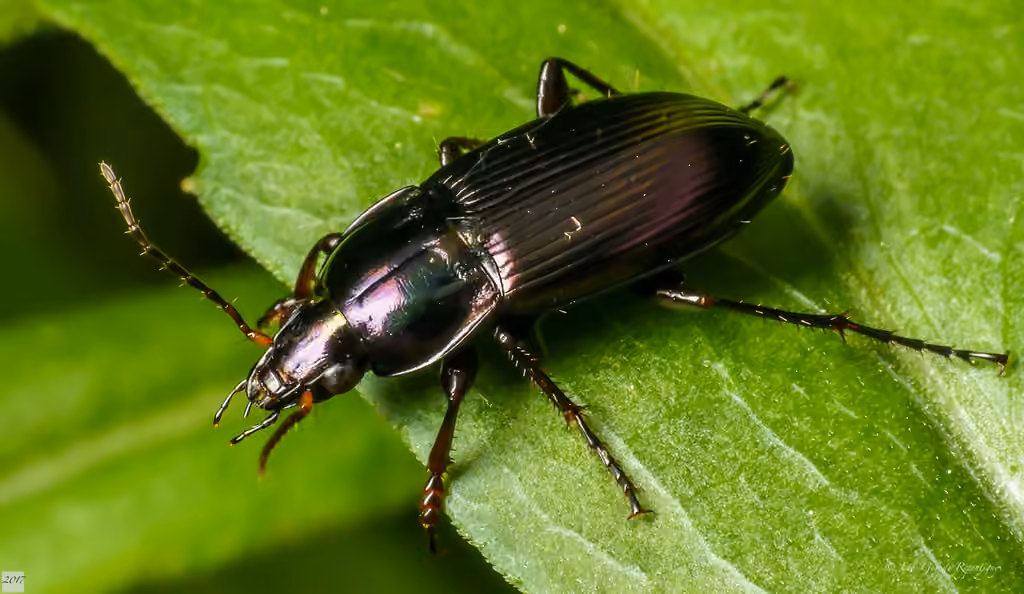 Woodland Ground Beetle, Male