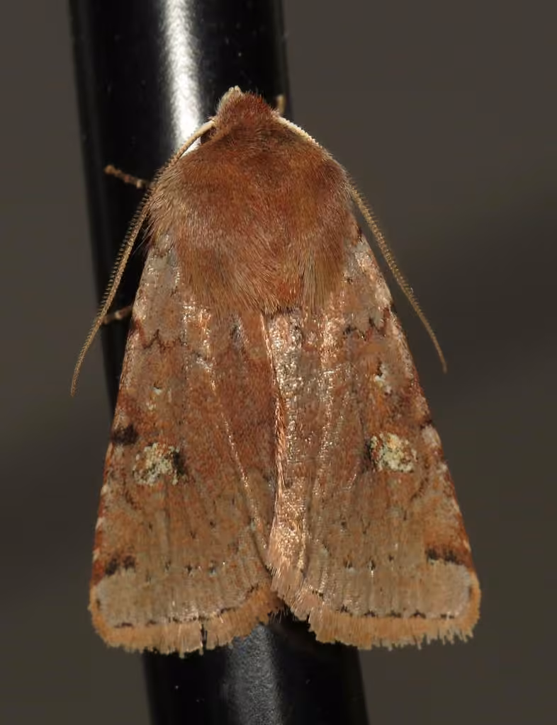 Fish's Dart, Adult