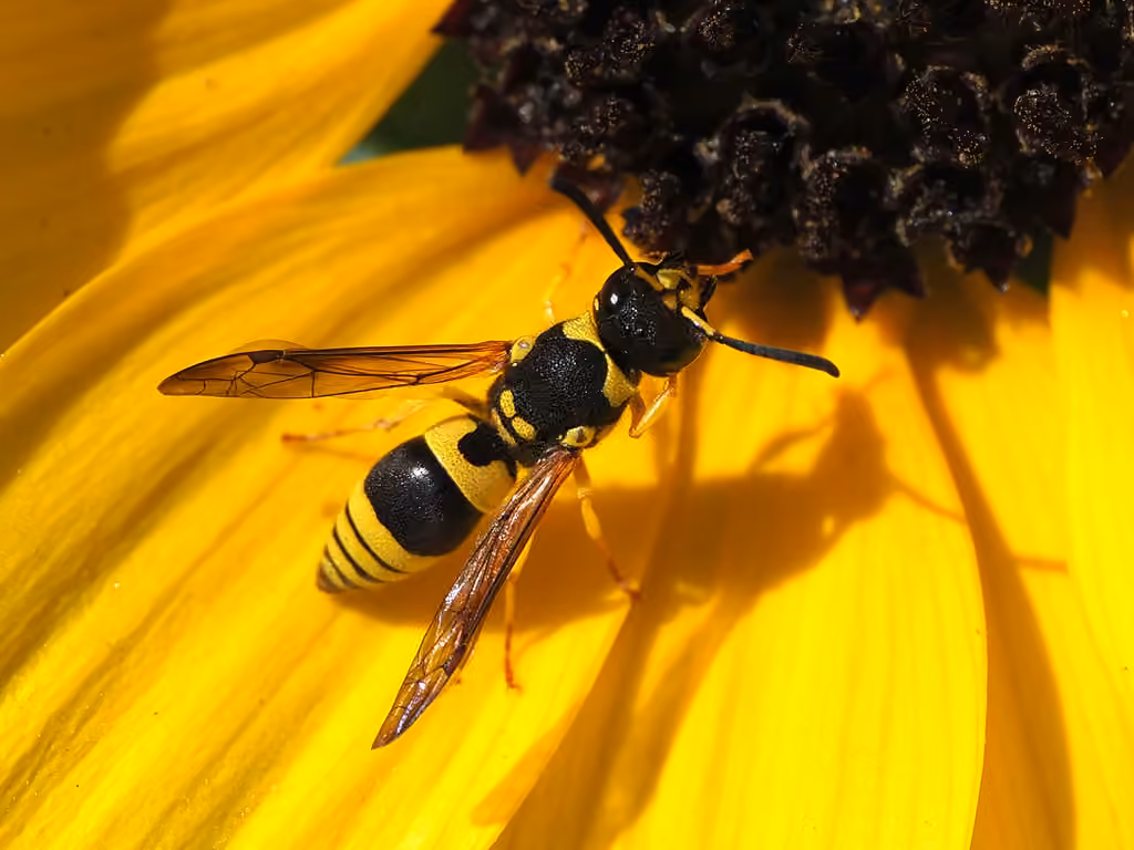 European tube wasp, Female