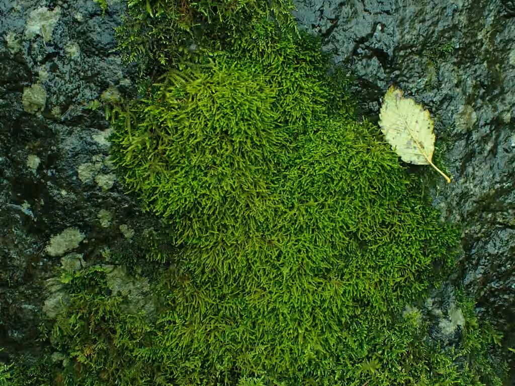 Patent Leskea Moss, photo 3 of 5