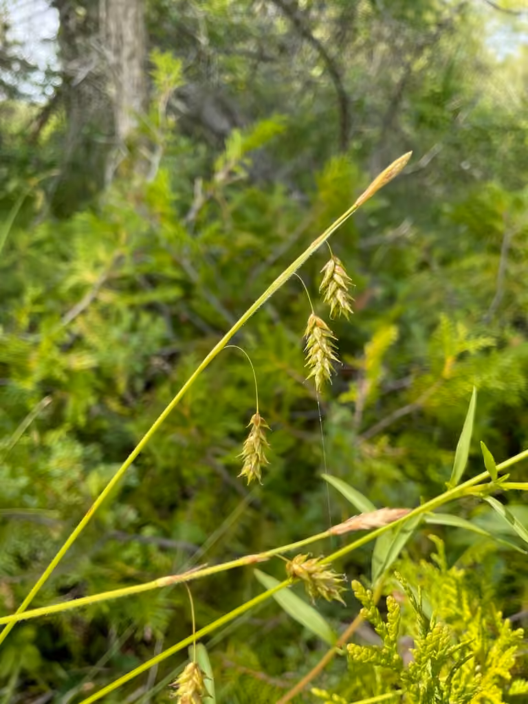 Chestnut sedge, photo 1 of 5